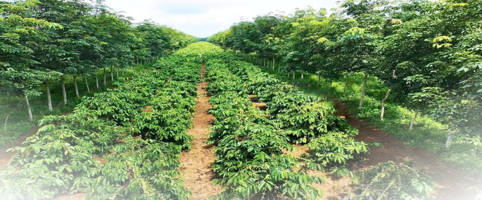 Dak Lak Rubber Joint Stock Company (DAKRUCO) facility 2