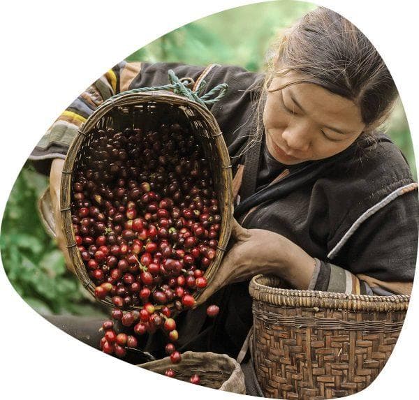 HELENA., JSC - Vietnamese Coffee Manufacturer, Supplier, Exporter (Robusta & Arabica) facility 1